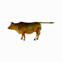 Cow