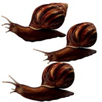 Grove Snails Poses