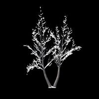 Winter Tree 027