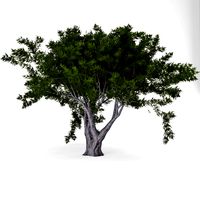 Deciduous 035