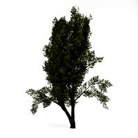 Deciduous 010