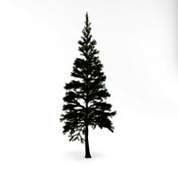 Conifer 019