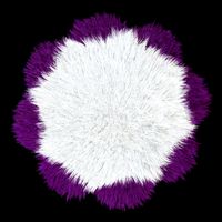 Carpet Daisy