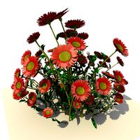 Pink Daisy Flowers 1