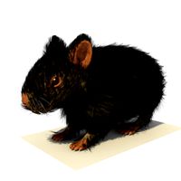 Black Hamster with FUR