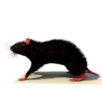 Rat/Mouse Brown Standing Pose 2