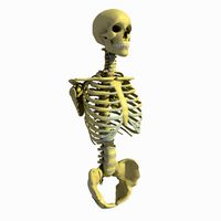 Male Thorax + Skull Skeleton