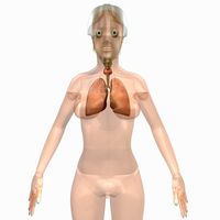 Female Body and Lungs