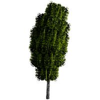 Low Poly Tree 41