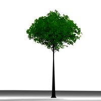 TREE 59