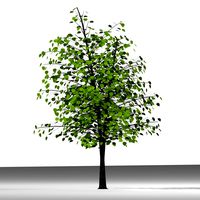 TREE 53