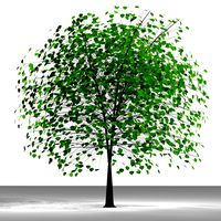 TREE 15