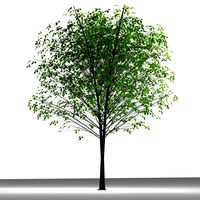 TREE 9