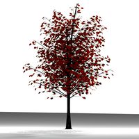 TREE 7 AUTUMN