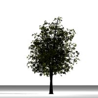 TREE 5