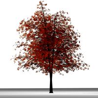 TREE 2 AUTUMN