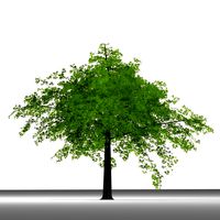 TREE 39
