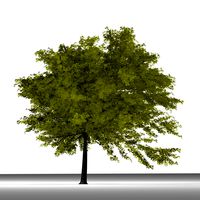 TREE 37
