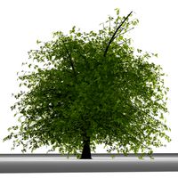 TREE 34