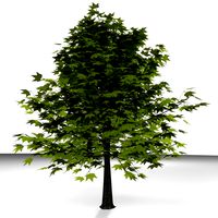TREE 24