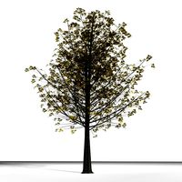 TREE 20