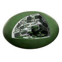 Cell plant chloroplast