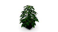 Plant Small SHC Quick Office