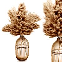 Pampas grass 9