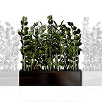 Modular plant Zamioculcas in black vase