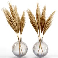 Big dried flower pampas grass in glass vase 6