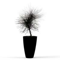 Dry Tree