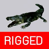 crocodile