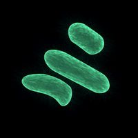 bacteria
