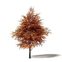 Sugar Maple 3D Model 5.8m
