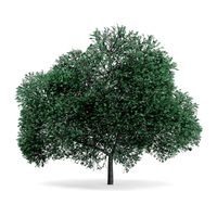 English Oak (Quercus robur) 11.7m