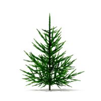 Norway Spruce (Picea abies) 1m