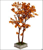 Autumn Tree