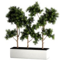 Decorative trees in a white flowerpots 760