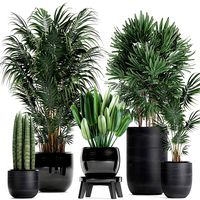 Tropical plants in a black flowerpots 738