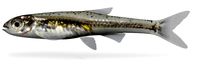 Notropis perpallidus Peppered Shiner