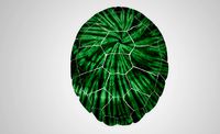 Turtle Shell