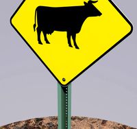 road sign cow