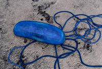 bacteria