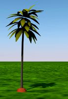 palm tree