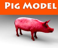 pig