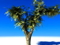 Maya cherry tree