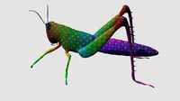 Japanese Locust