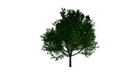 Bradford Callery Pear Tree #02