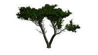 Monterey Cypress Tree #01