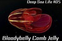 Bloodybelly Comb Jelly